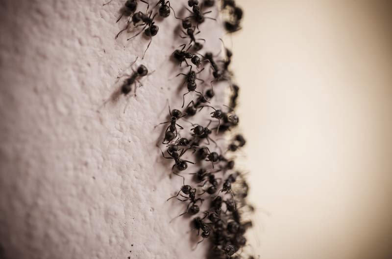 NYC Ant Exterminators: Manhattan, Brooklyn, and Queens
