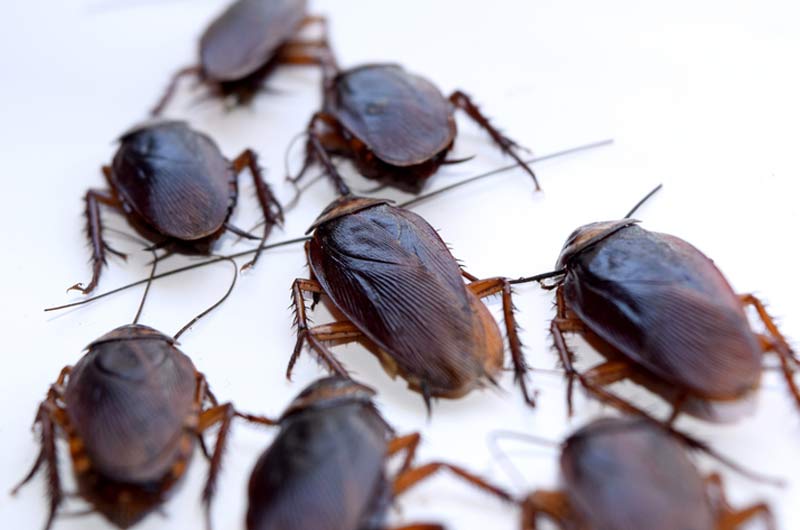NYC Cockroach Exterminators: Manhattan, Brooklyn, and Queens