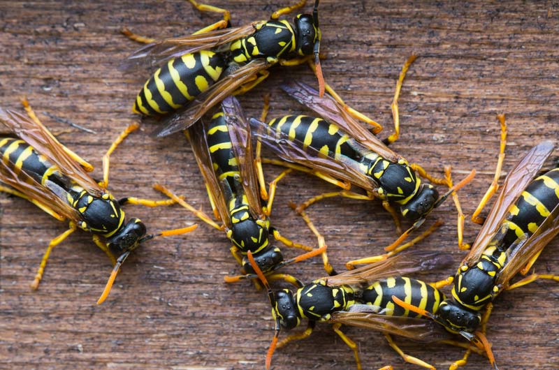 NYC Hornet & Wasp Exterminators: Manhattan, Brooklyn, and Queens
