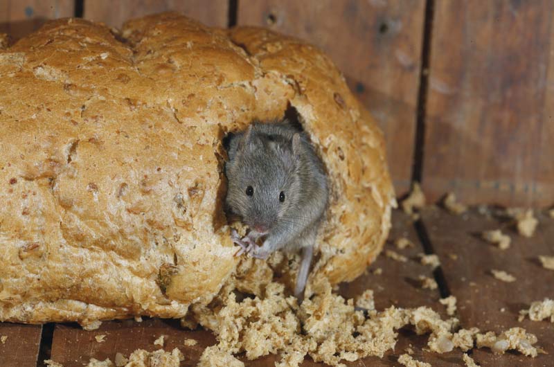 Mice Exterminators: Manhattan, Brooklyn, and Queens Mice Exterminators: Manhattan, Brooklyn, and Queens