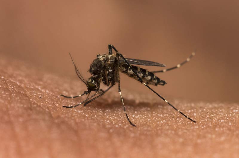 NYC Mosquito Exterminators: Manhattan, Brooklyn, and Queens