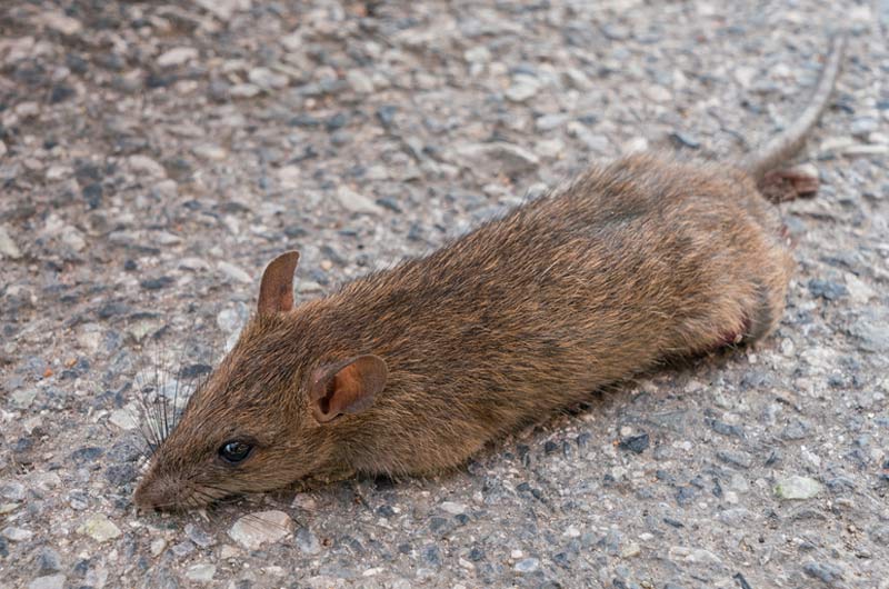 NYC Rodent Exterminators: Rats, Mice - Manhattan, Brooklyn, and Queens