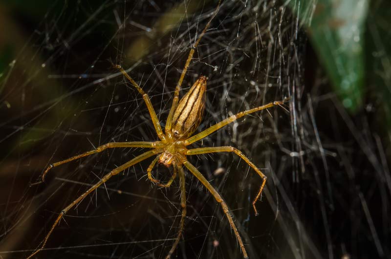 NYC Spider Exterminators: Manhattan, Brooklyn, and Queens