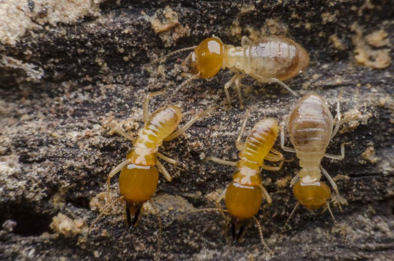 Termite Exterminators: Manhattan, Brooklyn, and Queens