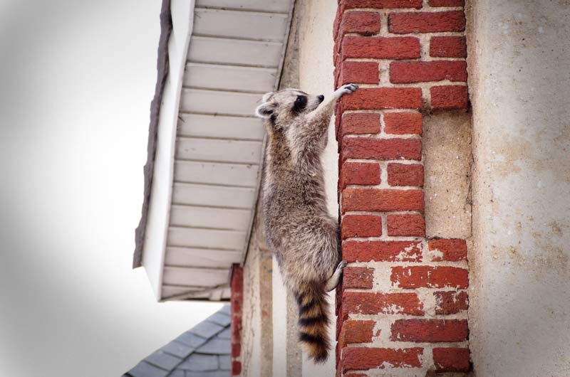 NYC Wildlife Control: Manhattan, Brooklyn, and Queens