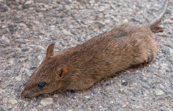 Rodent Exterminators; Brooklyn, Manhattan, New York NYC Rat Exterminators: Manhattan, Brooklyn, and Queens