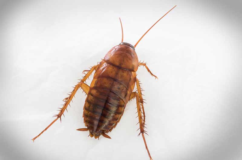 NYC Waterbug Exterminators: Manhattan, Brooklyn, and Queens NYC Waterbug Exterminators: Manhattan, Brooklyn, and Queens