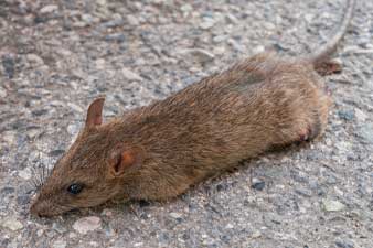Rat & Mouse Exterminators - Pest Control, New York